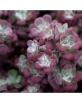 Sedum spathulifolium Purpureum опис